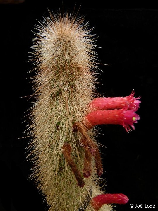 Cleistocactus tupizensis JL P1110016